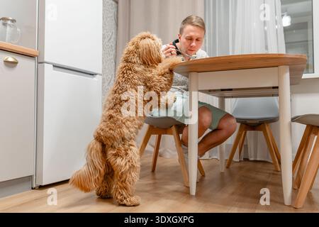 Un grand chien brun aux cheveux bouclés se tient près de la table à manger pendant que l'homme mange, le chien supplie pour de la nourriture Banque D'Images
