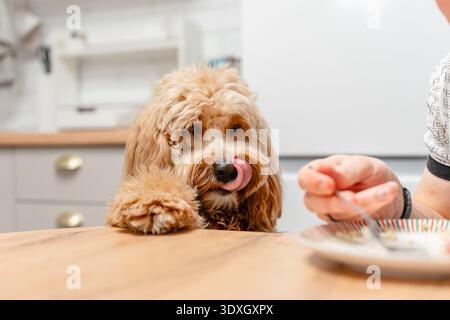 Un grand chien brun aux cheveux bouclés se tient près de la table à manger pendant que l'homme mange, le chien supplie pour de la nourriture Banque D'Images