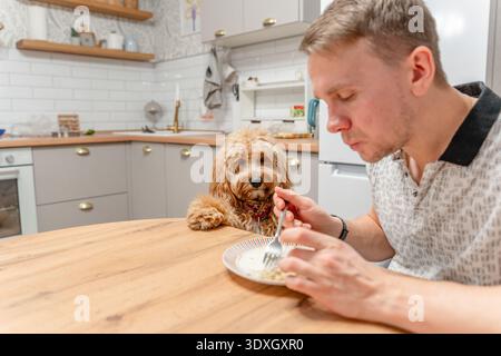 Un grand chien brun aux cheveux bouclés se tient près de la table à manger pendant que l'homme mange, le chien supplie pour de la nourriture Banque D'Images