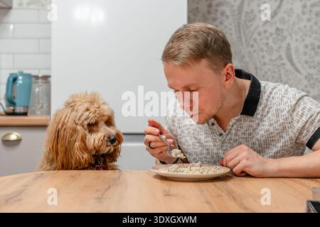 Un grand chien brun aux cheveux bouclés se tient près de la table à manger pendant que l'homme mange, le chien supplie pour de la nourriture Banque D'Images