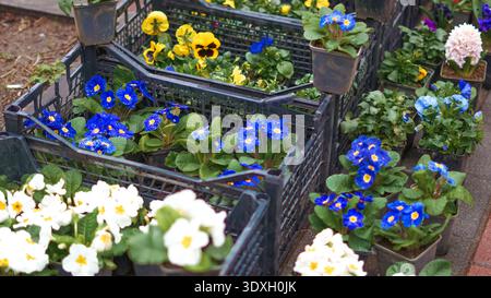 Pots de fleurs contenant des pansies bleues et des primevères blanches disposés dans des caisses noires dans un jardin Banque D'Images