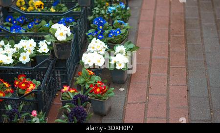 Divers pots de fleurs avec des fleurs colorées affichées sur un chemin de briques dans un centre de jardin Banque D'Images