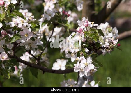Gros plan délicat de fleurs de pommier en fleurs dans un jardin ensoleillé. Les pétales blancs et roses et les étamines jaunes se distinguent par une faible profondeur de champ Banque D'Images