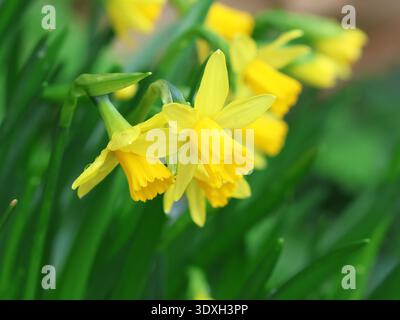 Jonquilles, Narcisse 'TETE-a-TETE', floraison au début du printemps. Angleterre. Banque D'Images