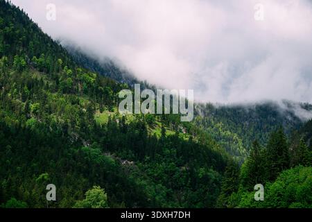 Pentes de montagne brumeuses couvertes de forêts de pins verdoyantes sous un ciel nuageux Banque D'Images