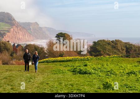 Couple marchant sur Peak Hill devant des expositions de jonquilles à Sidmouth, Devon Royaume-Uni en mars Banque D'Images
