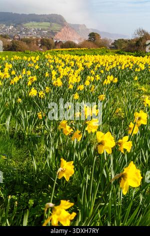 Superbes expositions de jonquilles sur Peak Hill à Sidmouth, Devon Royaume-Uni en mars Banque D'Images