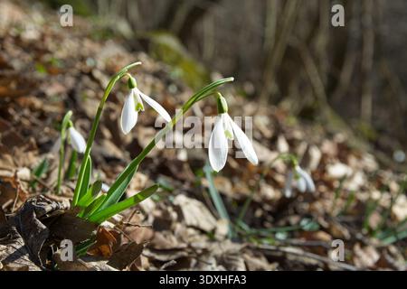 Des gouttes de neige communes (Galanthus nivalis) fleurissent dans la vallée de Bukkos-Patak, dans les montagnes de Visegrad, Hongrie. Fleurs sauvages au début du printemps près de Szentendre. Banque D'Images