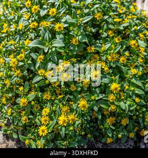Une vue de haut en bas vibrante d'une épaisse parcelle de fleurs de zinnia jaune vif rampantes (Sanvitalia) mélangées à des feuilles vertes luxuriantes dans un jardin d'été. Banque D'Images