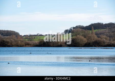 Vue hivernale sur les zones humides de la réserve naturelle d'Attenborough à Nottingham, au Royaume-Uni. Banque D'Images