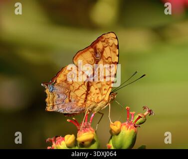Papillon orangé perché sur des boutons floraux rouges éclatants Banque D'Images