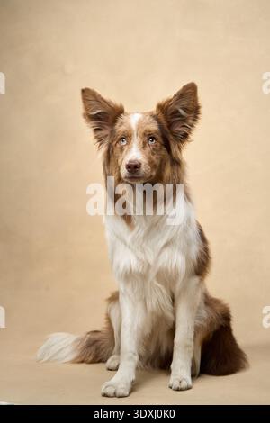 Un Border Collie calme se trouve en face de la toile de fond beige, à l'air attentif. Banque D'Images