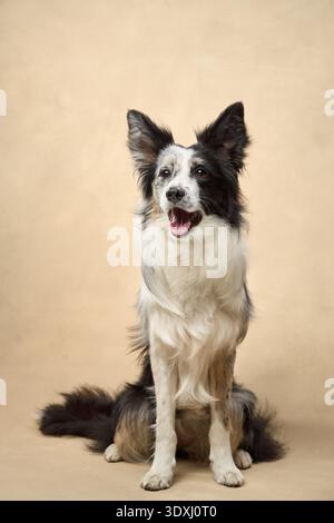 Un Border Collie pose debout et heureux sur un fond neutre et doux. Banque D'Images