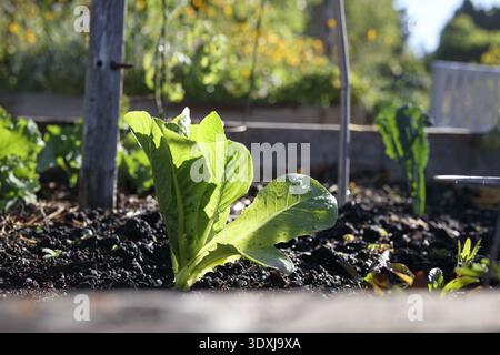 Semis de laitue poussant dans le jardin avec fond défocalisé. Jeune usine de laitue dans le jardin d'été. Mise au point sélective avec des feuilles de laitue défocalisées. Banque D'Images