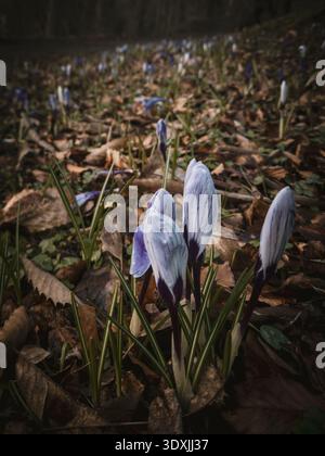 Groupe de fleurs de crocus violettes émergeant de feuilles mortes dans un cadre boisé au début du printemps. Banque D'Images