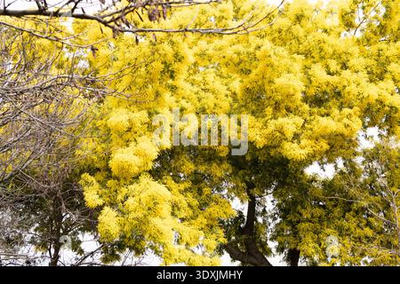 Branches d'arbre mimosa couvertes d'abondantes grappes de fleurs jaune vif, symbolisant le printemps et la nouvelle croissance Banque D'Images
