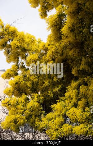 Branches d'acacia couvertes d'abondantes grappes de fleurs de mimosa jaune vif, signalant l'arrivée du printemps Banque D'Images