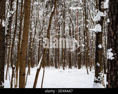 défrichement couvert de neige dans le bosquet dans le parc de la ville le soir d'hiver après les chutes de neige Banque D'Images