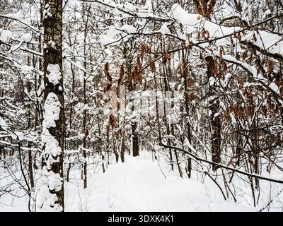 feuilles congelées séchées et forêt enneigée du parc de la ville en arrière-plan le soir d'hiver après les chutes de neige Banque D'Images