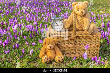 Les horloges avancent au printemps avec deux ours en peluche ayant un pique-nique dans un champ de crocus violets et panier de pique-nique traditionnel en osier et alarme CLO Banque D'Images