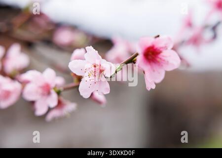 Gros plan de fleurs de cerisier roses sur une branche avec un fond flou Banque D'Images