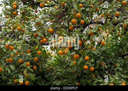 Oranges mûres accrochées à un arbre d'agrumes feuillus à Séville, Andalousie, Espagne. Fond extérieur naturel avec végétation de jardin urbain méditerranéen et fr Banque D'Images