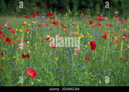 Plantation de fleurs sauvages de prairie dans un parc de village anglais Banque D'Images