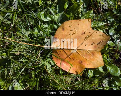 Feuille d'automne tombée d'un Tulipe (Liriodendron tulipifera) avec des gouttelettes d'eau sur l'herbe verte. Transition saisonnière et texture de la nature. Banque D'Images