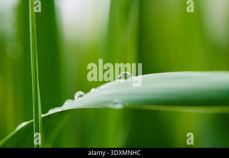 Macro gros plan d'un minuscule insecte sur une feuille verte : photographie détaillée de la nature Banque D'Images