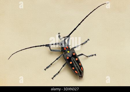 Coléoptère longhorn Batocera parryi avec des taches rouges et jaunes, cerambycidae, de malaisie Banque D'Images
