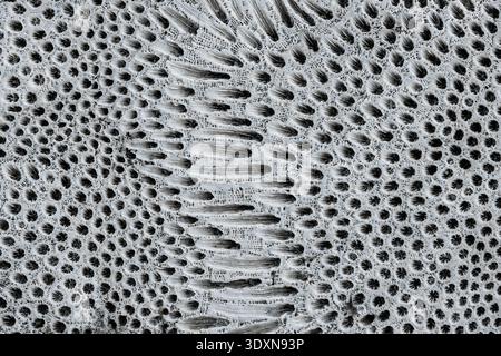 Vue rapprochée du fond de texture fossile de corail formé sur le sommet de la roche Banque D'Images