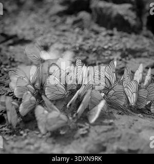 Magnifiquement détaillée d'archives macro noir et blanc mettant l'accent sur un grand groupe fascinant d'élégants papillons blancs rassemblés doucement sur un sol humide dans la région rurale de Donetsk au cours des années 1970 La composition très artistique en gros plan met parfaitement en évidence les veines sombres complexes de leurs ailes fragiles alors qu'elles reposent ensemble sur le sol texturé. Cette étude de la nature captivante et évocatrice capture élégamment l'entomologie locale, l'écologie vierge et la nature douce et intacte d'un Donbass paisible avant la guerre. Banque D'Images