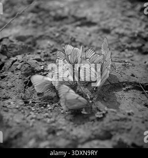 Magnifiquement détaillée d'archives macro noir et blanc mettant l'accent sur un grand groupe fascinant d'élégants papillons blancs rassemblés doucement sur un sol humide dans la région rurale de Donetsk au cours des années 1970 La composition très artistique en gros plan met parfaitement en évidence les veines sombres complexes de leurs ailes fragiles alors qu'elles reposent ensemble sur le sol texturé. Cette étude de la nature captivante et évocatrice capture élégamment l'entomologie locale, l'écologie vierge et la nature douce et intacte d'un Donbass paisible avant la guerre. Banque D'Images