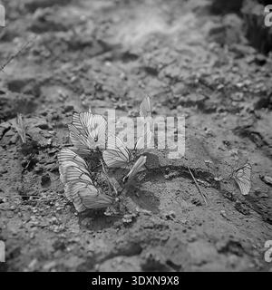Magnifiquement détaillée d'archives macro noir et blanc mettant l'accent sur un groupe fascinant de papillons blancs élégants rassemblés doucement sur un sol humide dans la région rurale de Donetsk au cours des années 1970 La composition en gros plan très artistique met en valeur les délicates veines sombres sur leurs ailes fragiles reposant paisiblement sur le sol texturé. Cette étude captivante de la nature capture élégamment la faune locale, l'écologie vierge et la nature douce et intacte d'un Donbass paisible avant la guerre. Banque D'Images