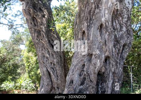 Gros plan sur les troncs d'oliviers noueux, la texture et les nœuds de l'écorce altérée, dans un jardin verdoyant avec bokeh vert doux. Île de Corfou, Grèce Banque D'Images