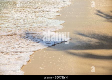 Les vagues douces embrassent le sable doré avec de la mousse douce. La lumière du soleil brille au chaud sur la plage, projetant des ombres de palmiers. La sérénité murmure à travers la marée, la brise et le calme Banque D'Images