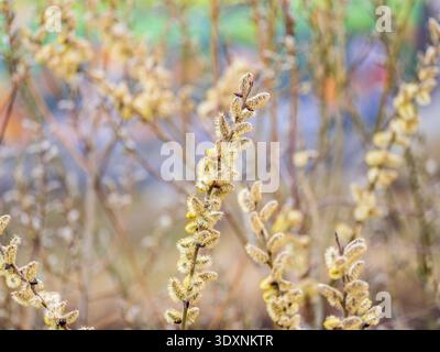 La nature se réveille au printemps. Brindilles de saule en fleurs et chatons de saule à fourrure, appelés phoques ou chats. Dimanche des palmiers. Saule houx, Salix caprea Banque D'Images