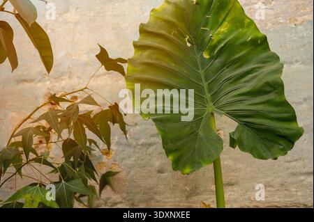 Feuillage géant de plantes de Taro poussant près d'un vieux mur de pierre dans un jardin intérieur. Concept d'aménagement paysager professionnel à effet de serre et plongeur décoratif de plantes Banque D'Images