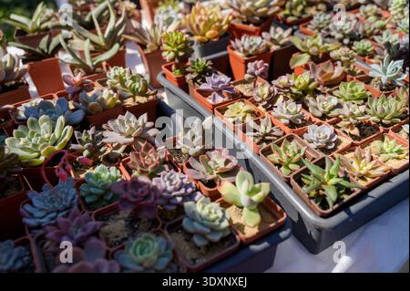 Grande table avec des succulentes assorties et des cactus dans de petits pots à un marché botanique à la lumière du soleil. Concept de pépinière végétale, collection de jardinage urbain, Banque D'Images