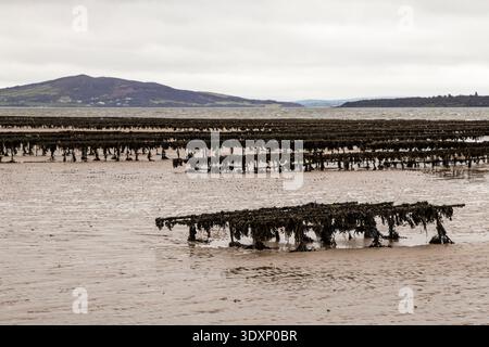 Rangées de chevalets à huîtres du Pacifique exposées à marée basse à Lough Swilly, péninsule d'Inishowen, comté de Donegal, Irlande, IE, Europe. Banque D'Images