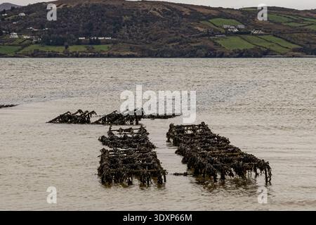 Rangées de chevalets à huîtres du Pacifique exposées à marée basse à Lough Swilly, péninsule d'Inishowen, comté de Donegal, Irlande, IE, Europe. Banque D'Images
