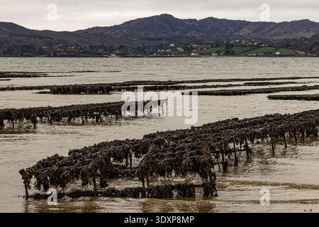 Rangées de chevalets à huîtres du Pacifique exposées à marée basse à Lough Swilly, péninsule d'Inishowen, comté de Donegal, Irlande, IE, Europe. Banque D'Images