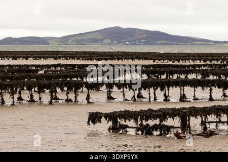 Rangées de chevalets à huîtres du Pacifique exposées à marée basse à Lough Swilly, péninsule d'Inishowen, comté de Donegal, Irlande, IE, Europe. Banque D'Images