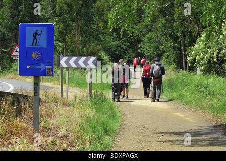 Pèlerins ensoleillés sur le sentier boisé sur le Camino Frances, chemin espagnol de nouveaux James, Galice, Espagne Banque D'Images