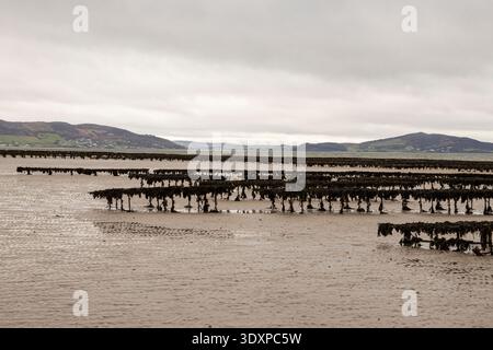 Rangées de chevalets d'huîtres du Pacifique exposées à marée basse dans le Lough Swilly avec les collines de la péninsule d'Inishowen en arrière-plan, comté de Donegal, Irlande. Banque D'Images