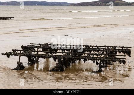 Tréteaux à huîtres du Pacifique exposés à marée basse sur une plage de sable à Lough Swilly, comté de Donegal, Irlande. Banque D'Images