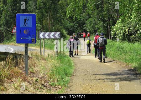 Pèlerins ensoleillés sur le sentier boisé sur le Camino Frances, chemin espagnol de nouveaux James, Galice, Espagne Banque D'Images