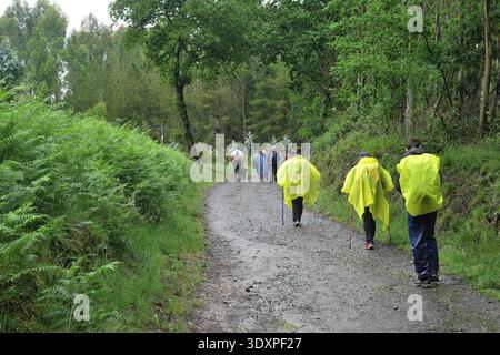 Pèlerins par temps pluvieux sur le sentier boisé sur le Camino Frances, chemin espagnol de nouveaux James, Galice, Espagne Banque D'Images