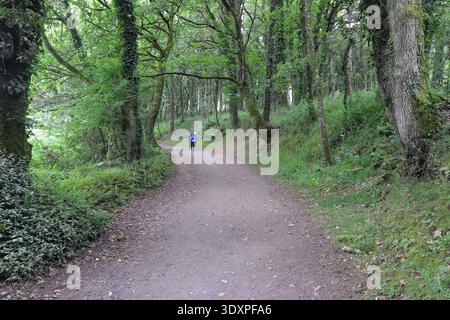 Pèlerins sur le sentier boisé sur le Camino Frances, chemin espagnol de réunissant James, Galice, Espagne Banque D'Images