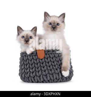 Joli duo de chatons chat Sacred Birman, assis ensemble dans un panier tricoté gris. Regarder la caméra avec des yeux spécifiques à la race. Isolé sur fond blanc. Banque D'Images